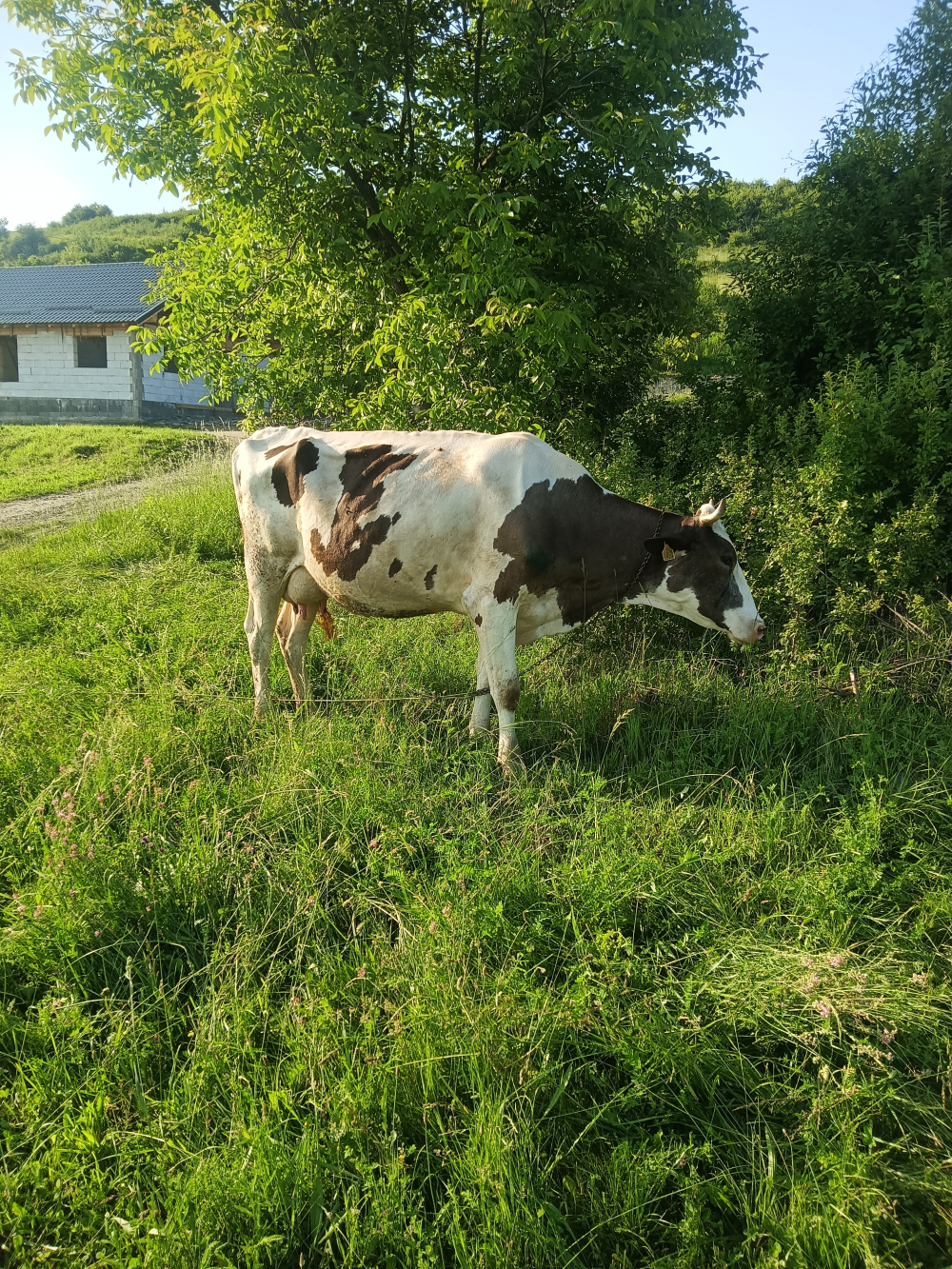 IMG20250607184906.jpg
